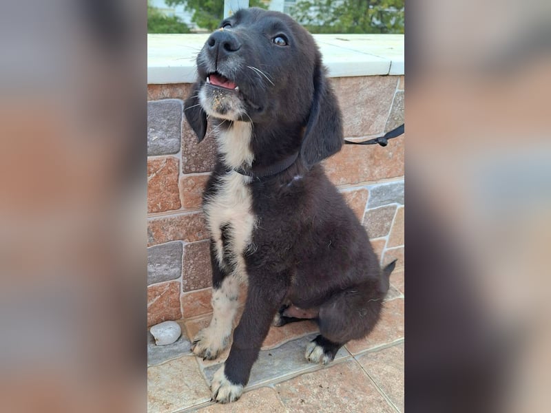 Welpenalarm: Schmusenase Arthour