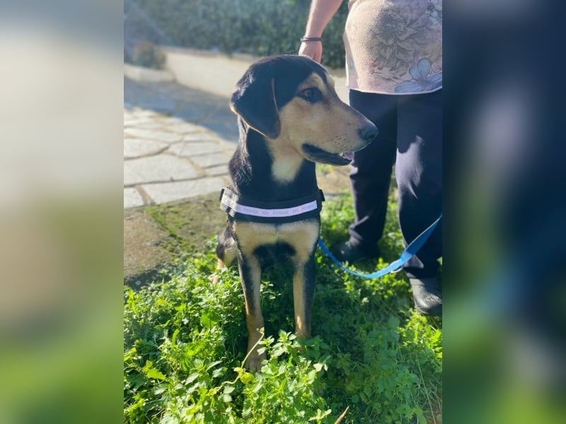 Oreo ist ein Volltreffer!