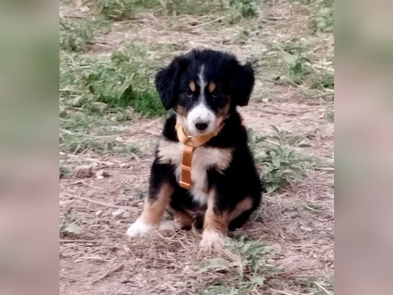 Herziges Hundekind Devin