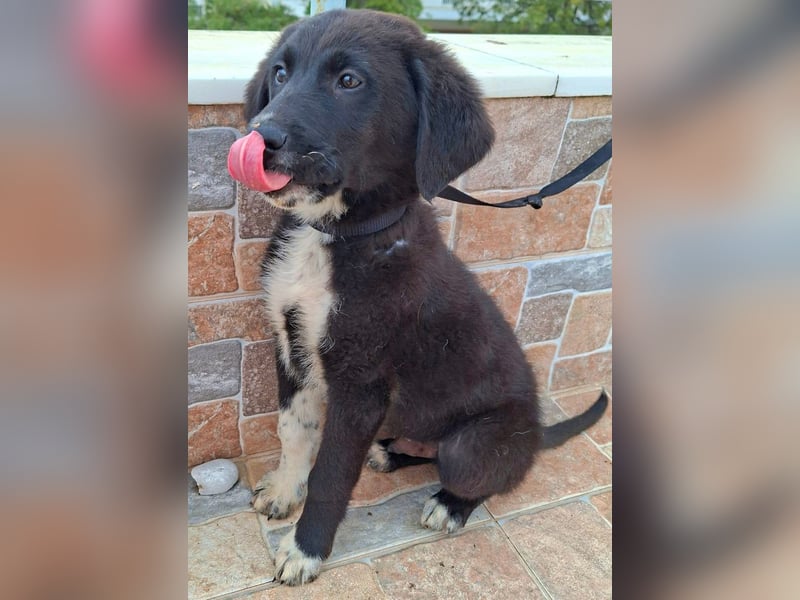 Welpenalarm: Schmusenase Arthour