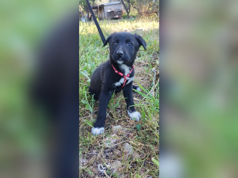 Feeby: Bezaubernder Sonnenschein