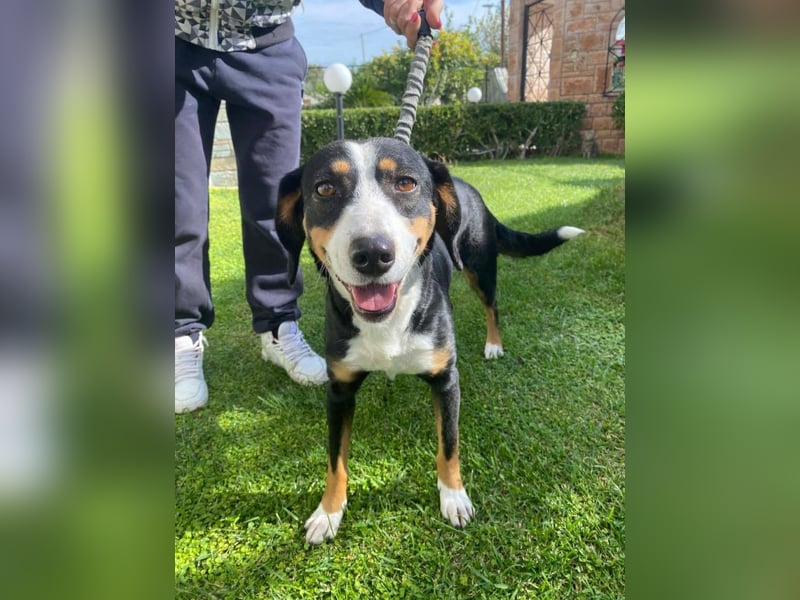 Lilla ist ein ruhiger und anhänglicher Schatz