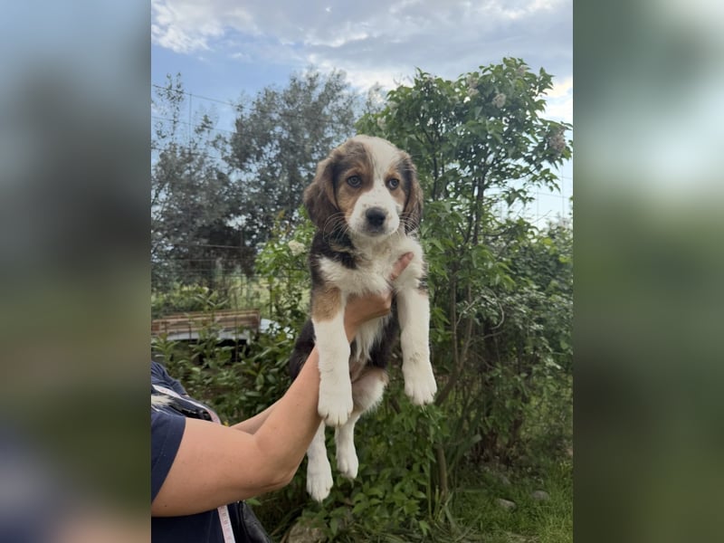 Putziges Hundebaby Arushi