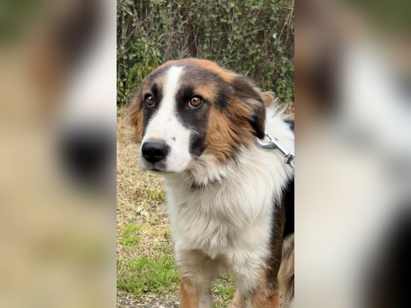 Charlie: Dein neuer Kuschelfreund