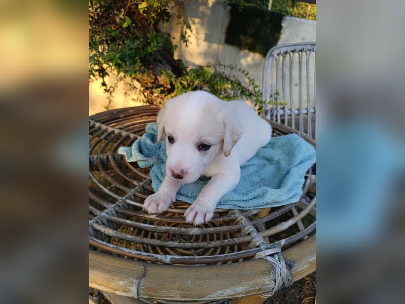 Welpenalarm: Knuffiger Faro