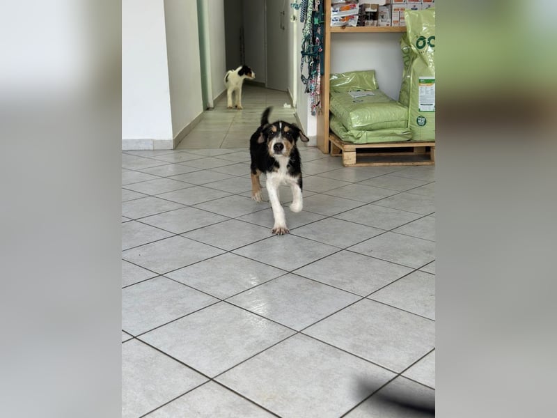 Welpenalarm: Goldiger Chip