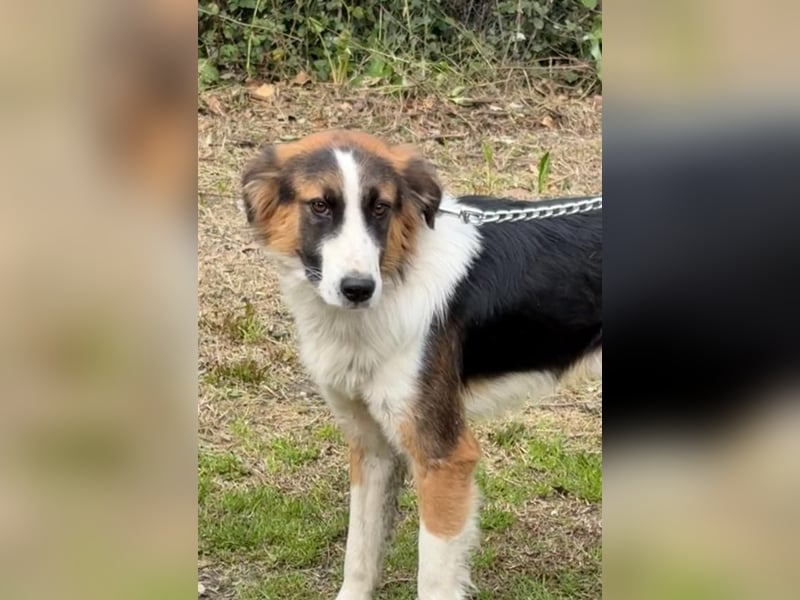 Charlie: Dein neuer Kuschelfreund