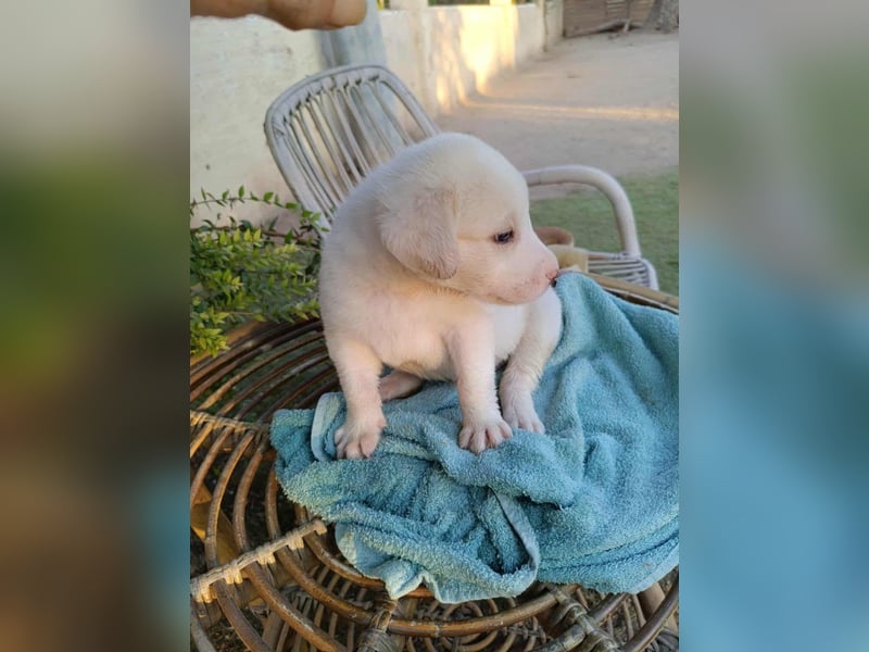 Welpenalarm: Knuffiger Faro