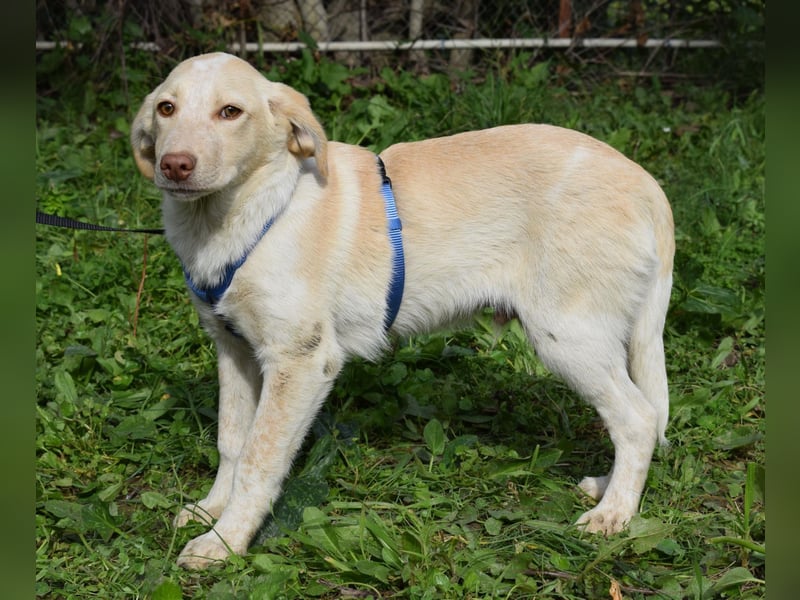 Welpenjunge Antonio möchte Dein Herz erobern