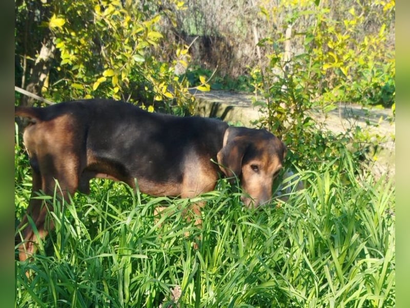 Dankbares Silberschnäuzchen Thanos