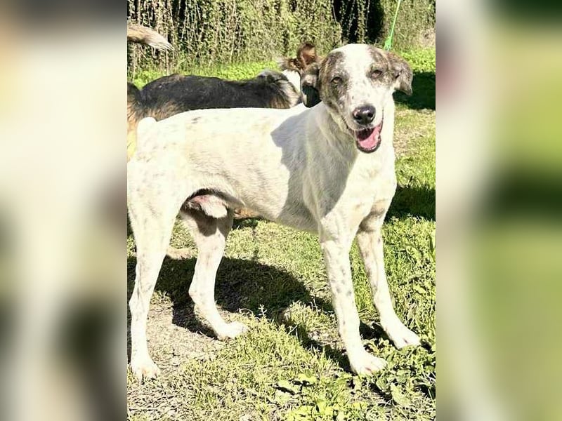 Treuer Lui wartet auf seine Chance