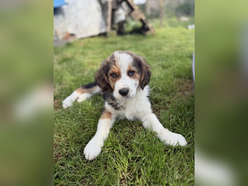 Putziges Hundebaby Arushi