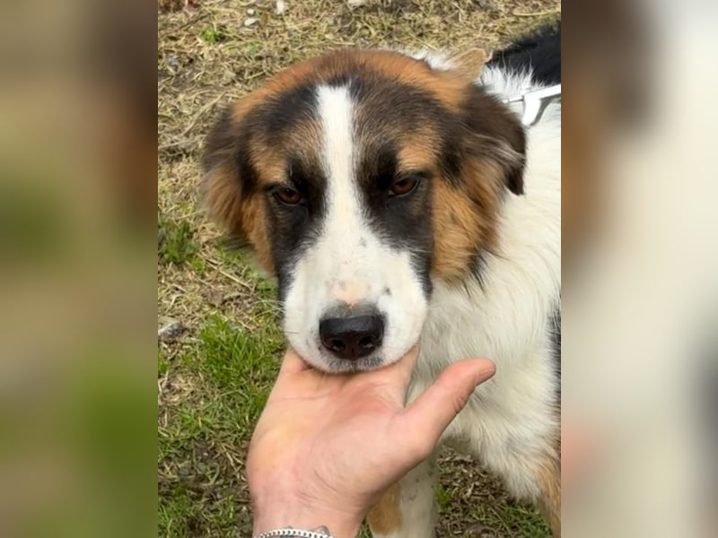 Charlie: Dein neuer Kuschelfreund