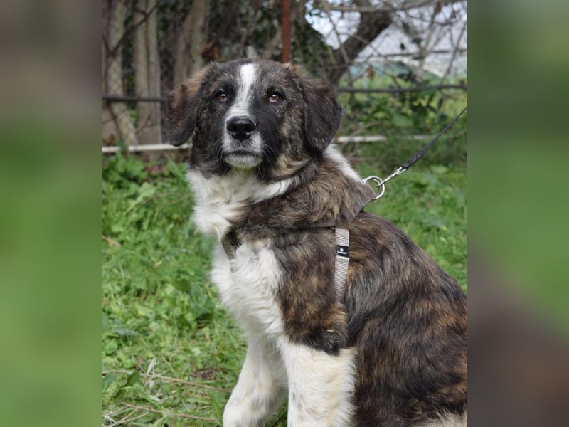 Liebevoller Rony sucht seine Familie