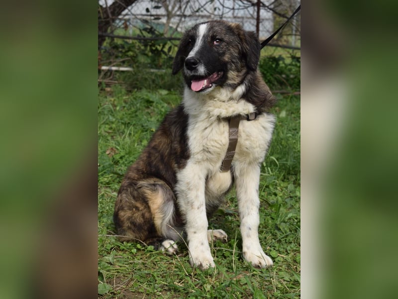 Liebevoller Rony sucht seine Familie