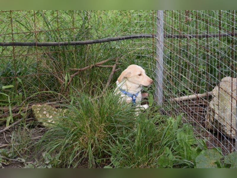Welpenjunge Antonio möchte Dein Herz erobern
