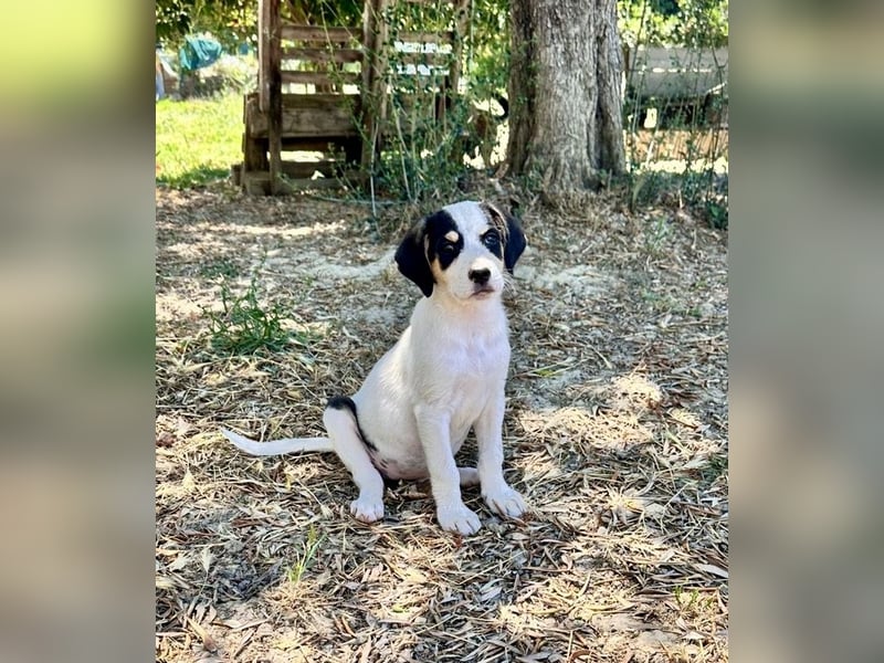 Putziges Hundebaby Momo
