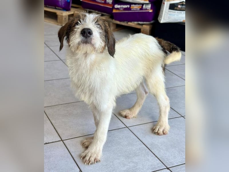 Welpenalarm: Bezaubernder Chap