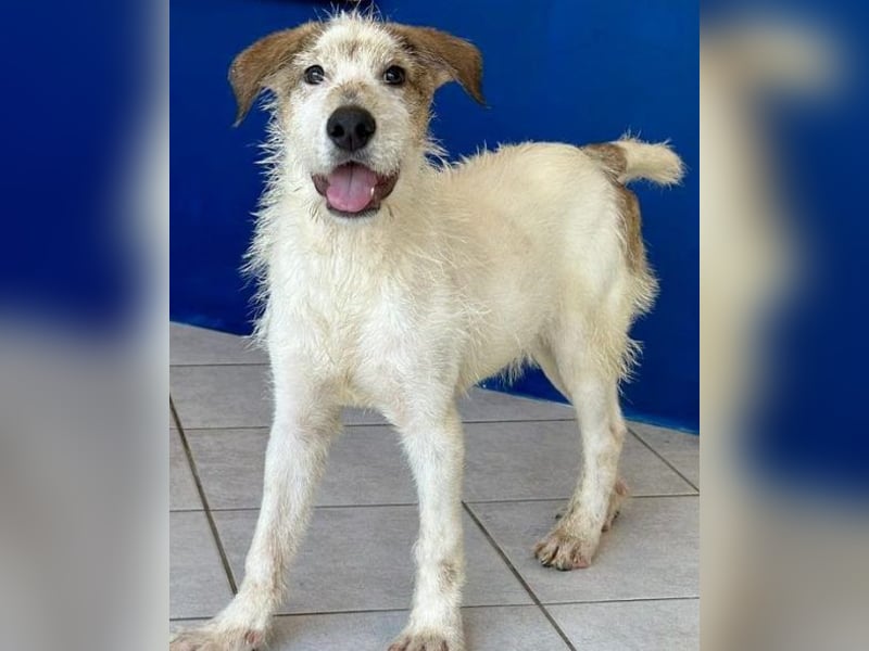 Welpenalarm: Herziger Cluso