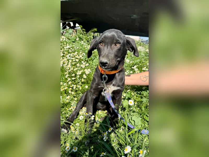 Penny: Drolliges Labbi-Mix-Welpi