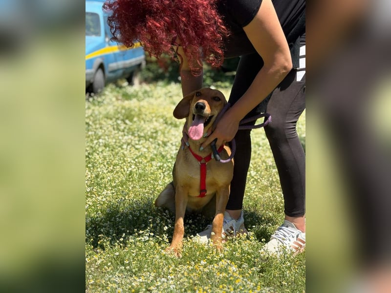 Lucy - freundlich und menschenbezogen
