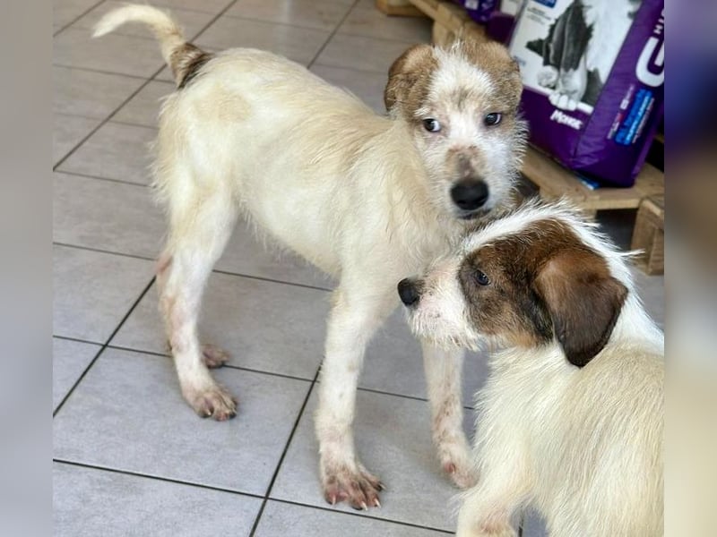 Welpenalarm: Herziger Cluso