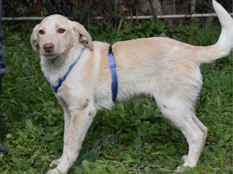 Welpenjunge Antonio möchte Dein Herz erobern