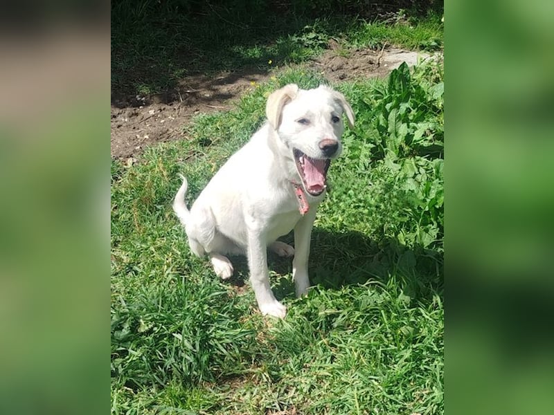 Tayo: Niedlicher Familienwelpi