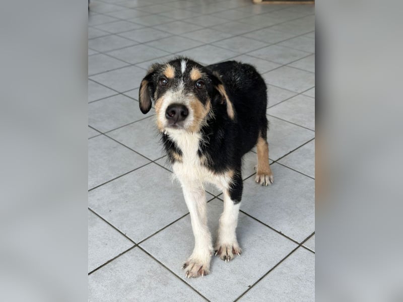 Welpenalarm: Goldiger Chip