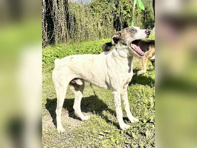 Treuer Lui wartet auf seine Chance