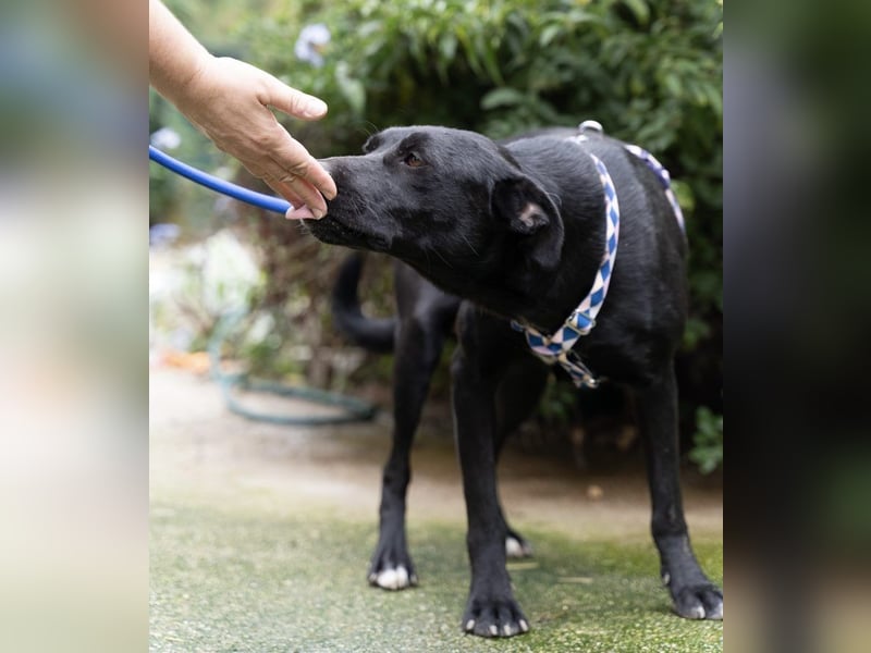 Fritzi: Cleveres Herz auf vier Pfoten