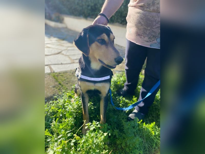 Oreo ist ein Volltreffer!