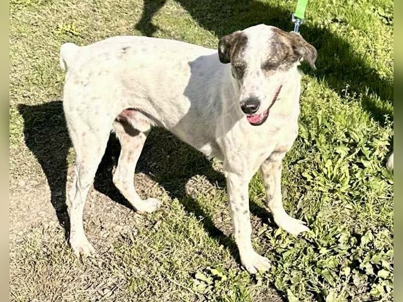 Treuer Lui wartet auf seine Chance