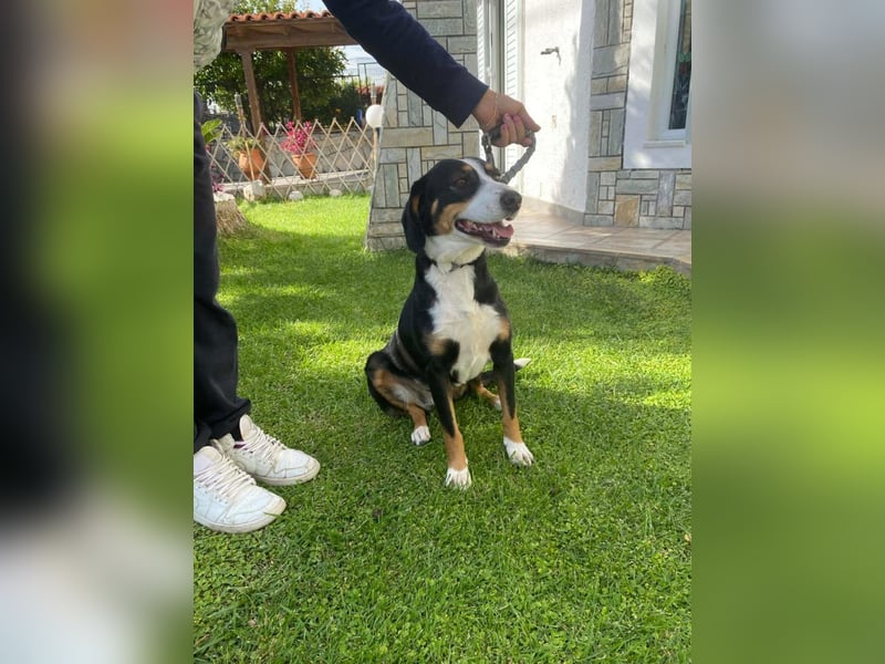 Lilla ist ein ruhiger und anhänglicher Schatz