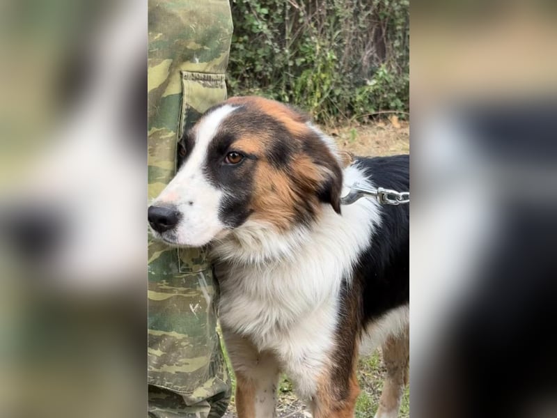 Charlie: Dein neuer Kuschelfreund