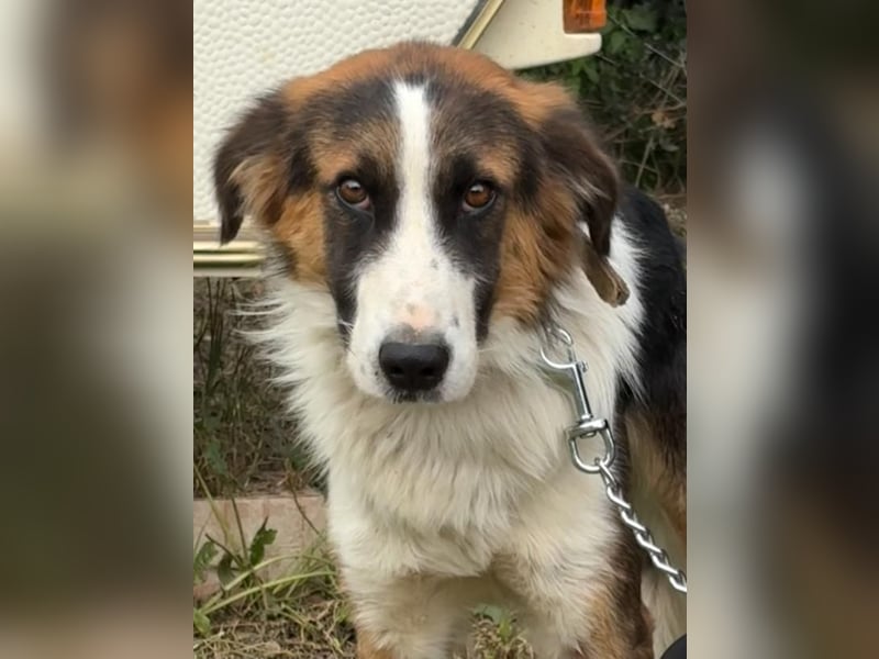 Charlie: Dein neuer Kuschelfreund