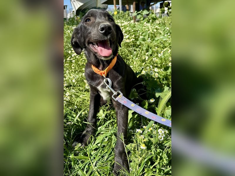 Penny: Drolliges Labbi-Mix-Welpi