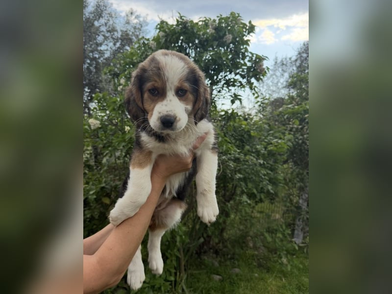 Putziges Hundebaby Arushi