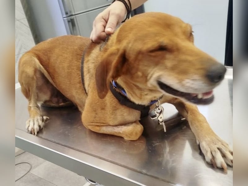 Mandy ist ein liebevoller Sonnenschein