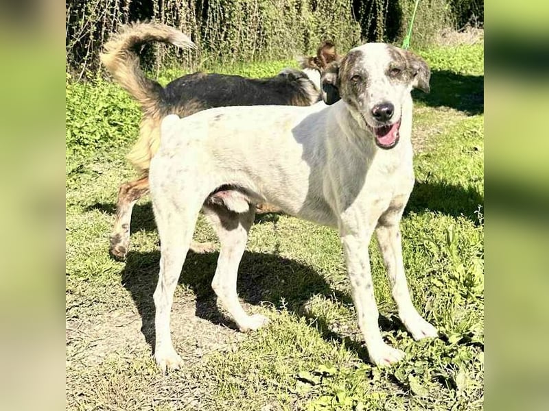 Treuer Lui wartet auf seine Chance