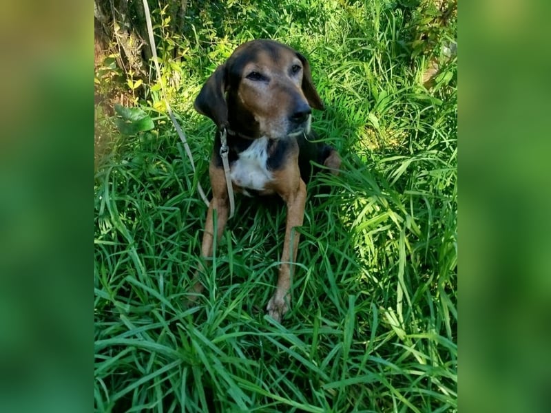Dankbares Silberschnäuzchen Thanos