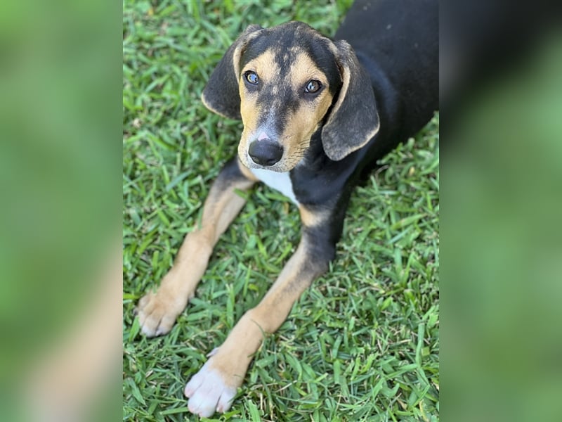 Zuhause GESUCHT - Unno