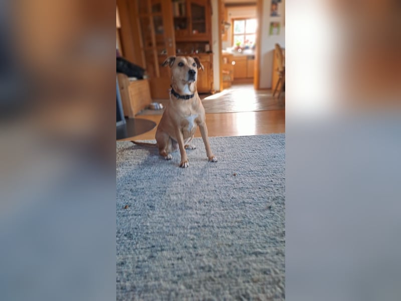 Ida sucht ein liebevolles Zuhause