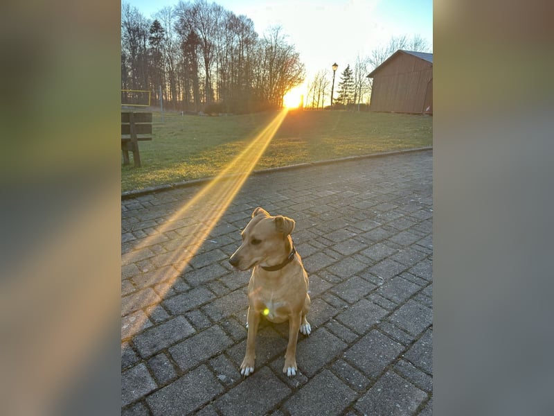 Ida sucht ein liebevolles Zuhause