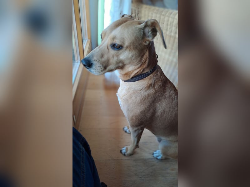 Ida sucht ein liebevolles Zuhause