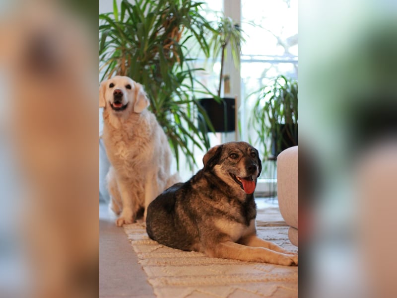 Gina - genießt Nähe&Streicheleinheiten sehr