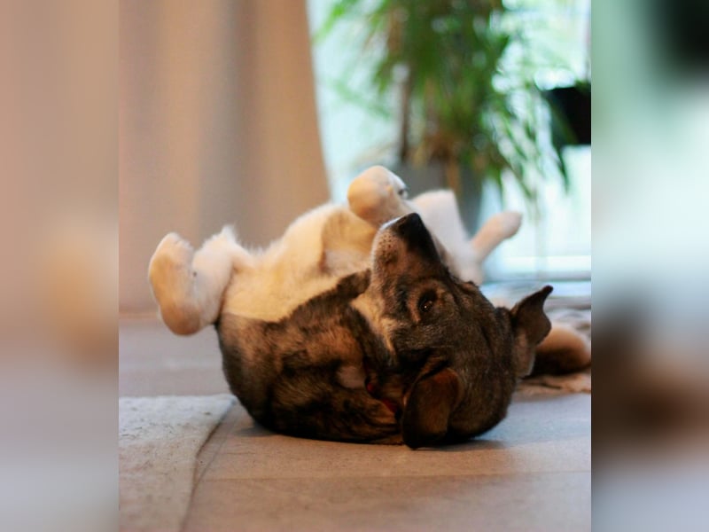 Gina - genießt Nähe&Streicheleinheiten sehr