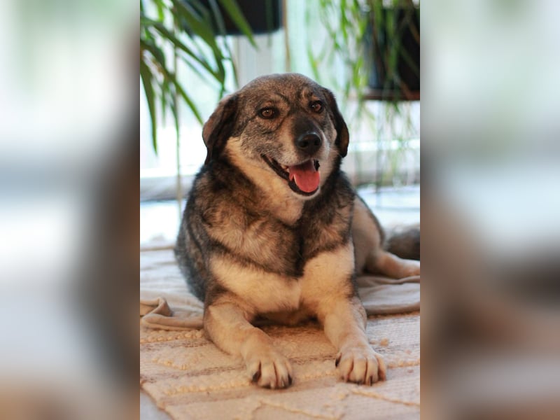 Gina - genießt Nähe&Streicheleinheiten sehr