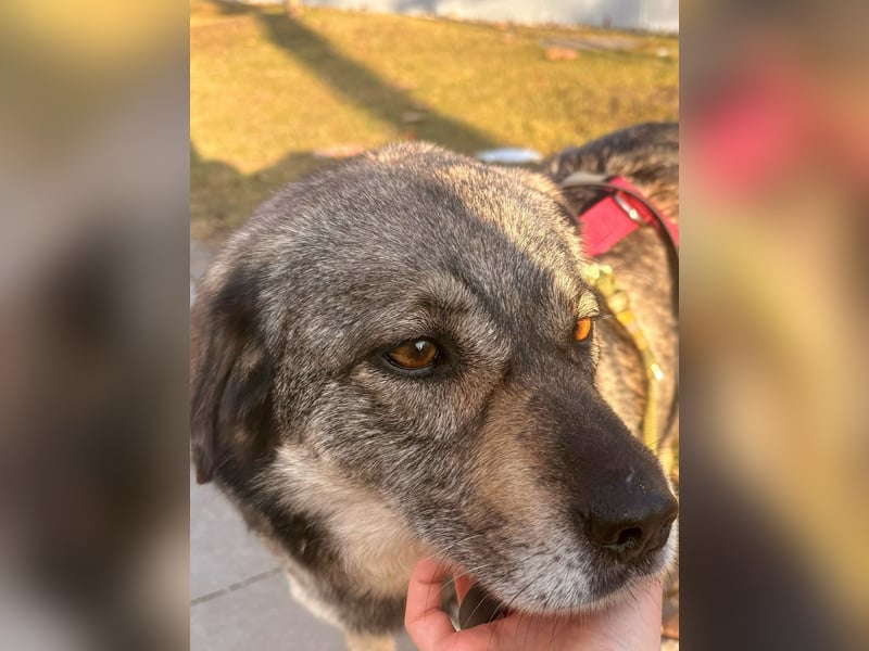 Gina - genießt Nähe&Streicheleinheiten sehr