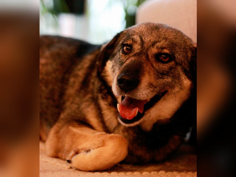 Gina - genießt Nähe&Streicheleinheiten sehr